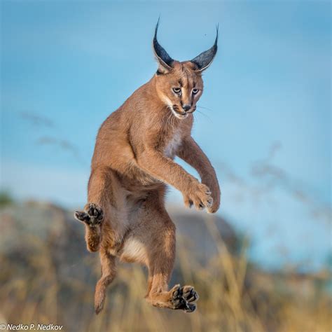 Ninja Caracal This Guy Is An Excellent Bird Hunter Jumping Up To 10