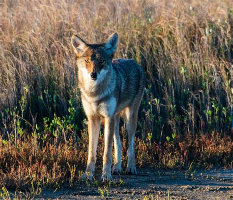 The Ghosts Of Galveston Island Coyote Lives In Maine