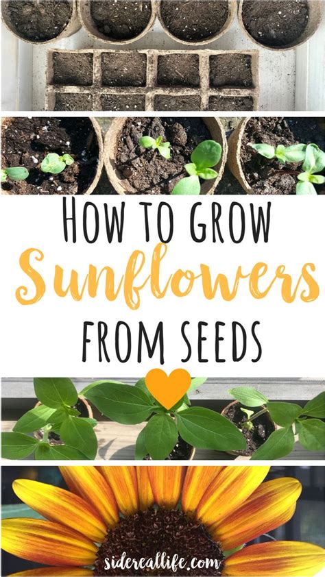 They're hardy plants which means they can be planted straight outdoors, but they place them on a window sill, in a greenhouse, or outdoors and keep watering a little everyday or so. How to start, grow, and plant sunflowers from seeds! in ...