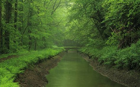 River In Forest Wallpaper Wallpapersafari