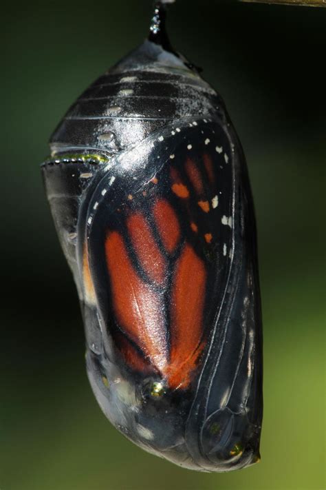 All Of Nature Monarch Butterfly Emerging From Chrysalis