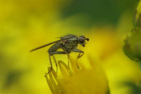 Dung Fly Zdjęcia I Ilustracje Istock