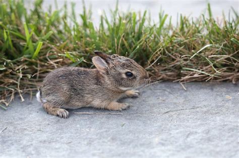 133 Eastern Cottontail Rabbit Baby Stock Photos Free And Royalty Free