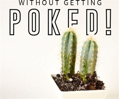 For example, the peyote cactus lophophora williamsii is spineless. 100% Poke-less Cactus Planting (You'll Die When You See ...
