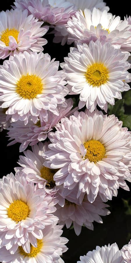 Beautiful Chrysanthemum As Background Picture Chrysanthemum Wallpaper