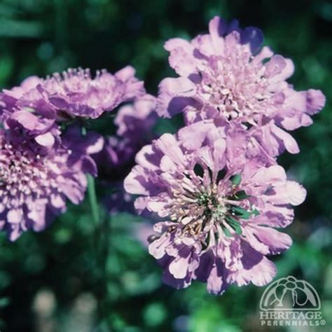 Scabiosa ‘butterfly Blue Plants Perennials Pincushion