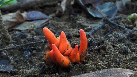 Poison Fire Coral Deadly Asian Fungus Detected In Australia Bbc News