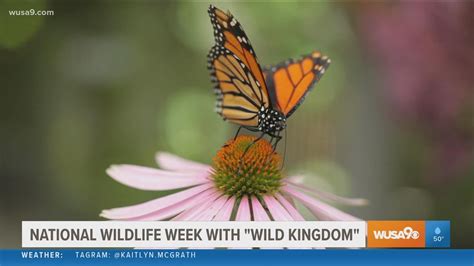 Learn How To Protect Our Wild Neighbors During National Wildlife Week