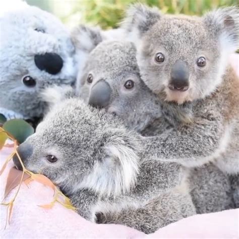 Koalas Shop On Instagram 😍babies Koalas😍 This Is Probably The Cutest