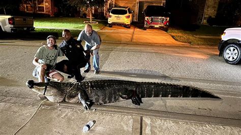 Massive 12 Foot Alligator Turns Up In A Texas Neighborhood