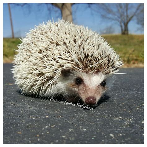 Males Eastside Spikes Hedgehogs