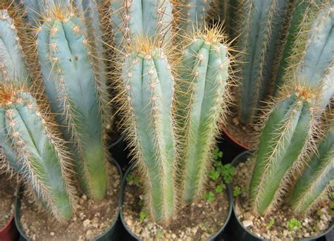 Now, i know what your is 100 grams of powder a massive amount of powder to eat? San Pedro cactus and mold. : druggardening