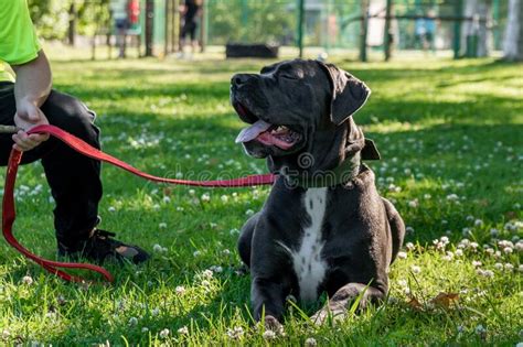 Black Young Cane Corso Dog Sit On Green Grass With Its Owner Stock