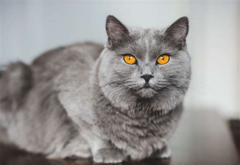 10 Cat Breeds That Have Blue Colored Coats 2022