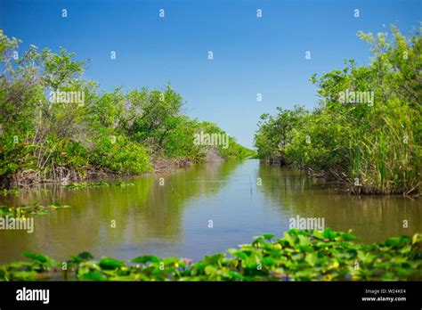 Everglades National Park Swamps Of Florida Big Cypress National