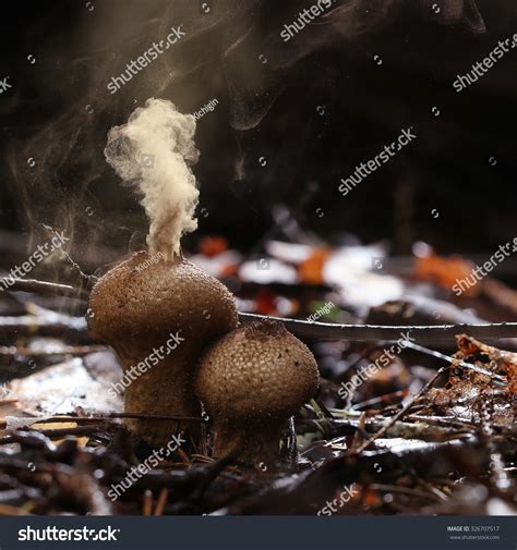 Puffball Fungus Spores Reproduction Smoke Mushroom Stock Photo