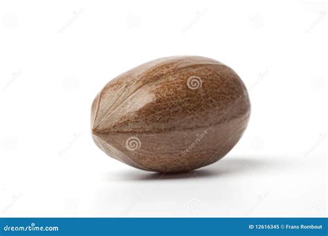 One Whole Single Pecan Nut Royalty Free Stock Photo Image 12616345