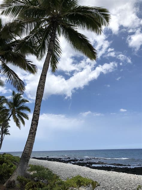 Hawaii Hawaii Palm Trees Beach