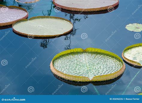 Giant Lily Pads Stock Photo Image Of Giant Floating 45696226