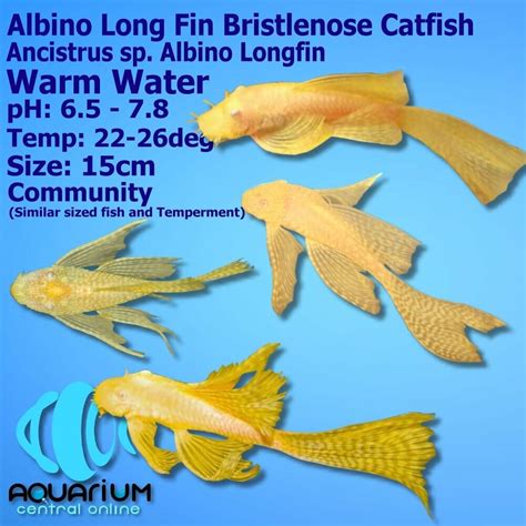 Catfish Longfin Albino Bristlenose 4cm Aquarium Central