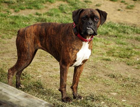 Boxer Dog With Down Syndrome