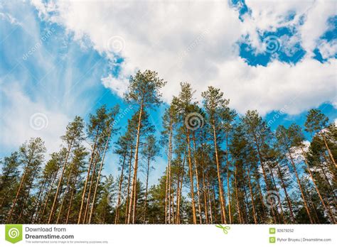 Crowns Treetops Of Tall Thin Slender Evergreen Pines Under Cloud Stock