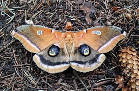 polyphemus moth description size photographs