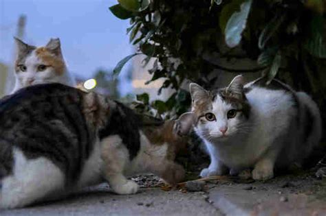 Iowa City Police Have Been Shooting Feral Cats For Years The Dodo