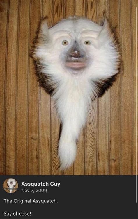 Bad Taxidermy 35 Examples Of Taxidermy Thats So Horrific Its Funny