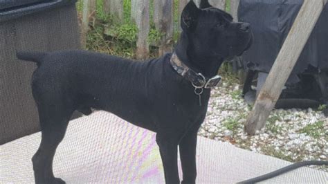 Romulus 7 And A Half Month Old Cane Corso From Blue Ridge Kennels Animais