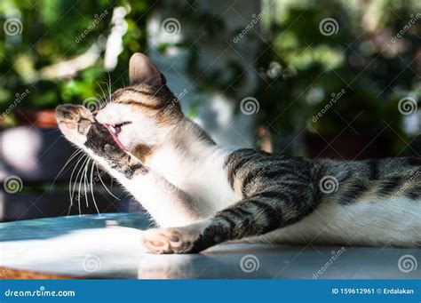 Cats Alley Cats Stray Cats Stock Image Image Of Lovable Ngray