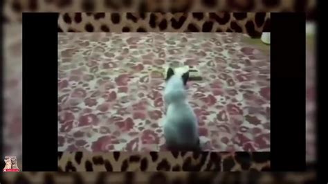 3pfznl0vrfk Scared Cats The Best Funny Cats Jumping Videos