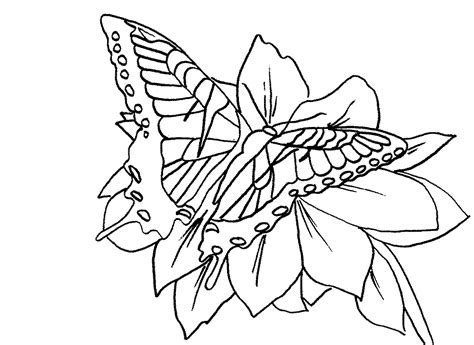 special characteristic   coloring pages  adults