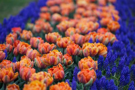 Muscari Perfect Partners For Spring Bulbs Longfield Gardens Spring