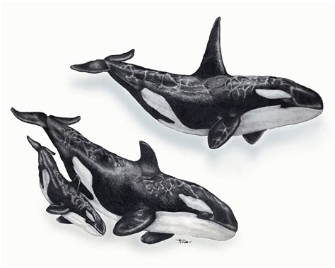 Orca Killer Whale Drawing Reference And Sketches For Artists