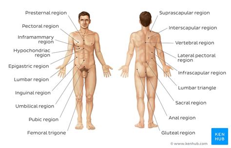This is a anatomy study covering the upper torso of a female. Upper Torso Anatomy - Female Upper Body Anatomy ...