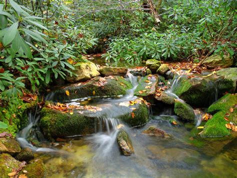 Free Images Nature Forest Waterfall Creek Hiking Leaf Flower