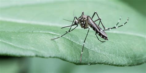 What You Need To Know Before Spraying For Mosquitoes Ecovenger