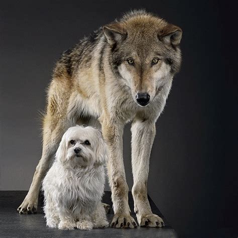 Check spelling or type a new query. The History of the Domestic Dog - Pooch Portal
