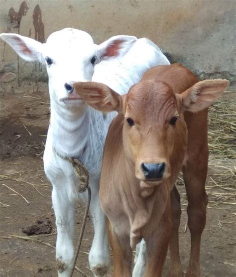 Share with your friends copy link. Desi Cow. Gau Mata. Calf | Cow, Animals, Gau