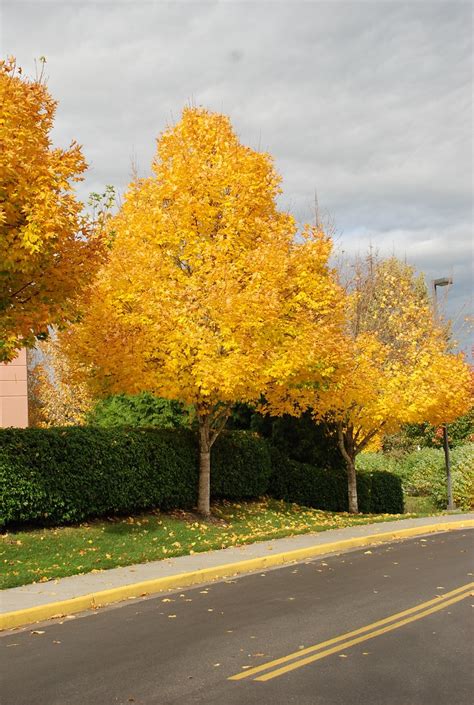 Emerald Queen Norway Maple Acer Platanoides Emerald Queen