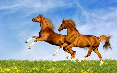 Here you can find the best horses wallpapers uploaded by our community. HD wallpapers desktop horse free - beautiful desktop ...