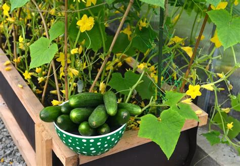 How To Grow Cucumbers From Seeds Gardeners Guide Amaze Vege Garden