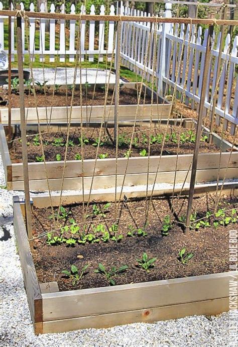 How To Build A Trellis For Growing Peas Or Trellis For