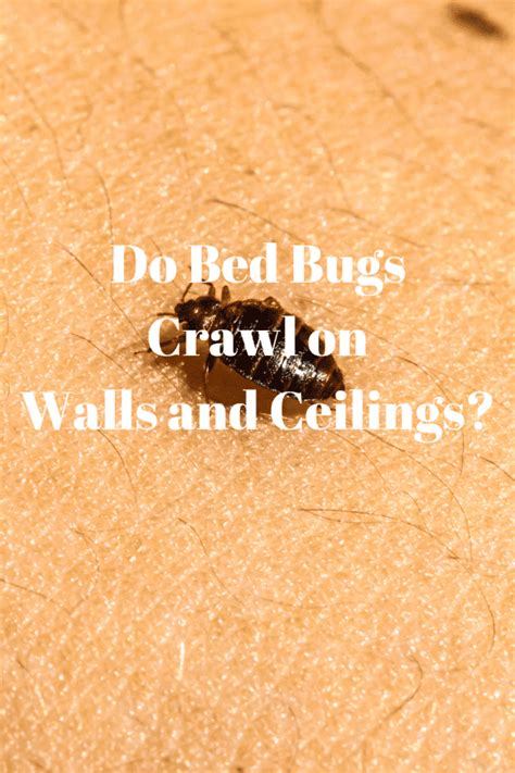 Do Bed Bugs Crawl On Walls And Ceilings