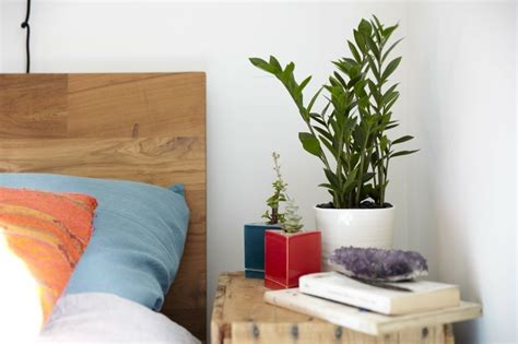 Damit jedoch pflanzen ihre ganze wirkung entfalten und die luft verbessern können, empfiehlt die nasa. Pflanzen im Schlafzimmer - diese 7 grünen Schönheiten ...