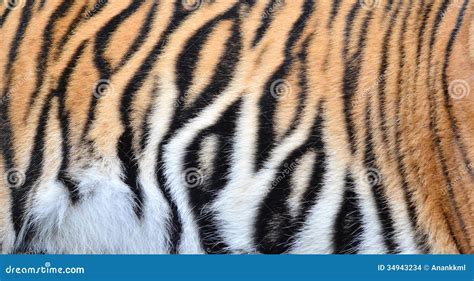 Bengal Tiger Fur Stock Images Image 34943234