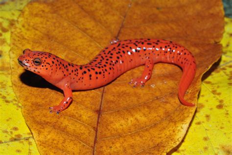 Red Salamander Virginia Dwr