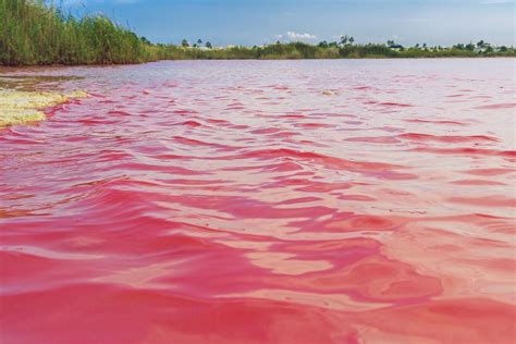10 Pink Beaches And Lakes