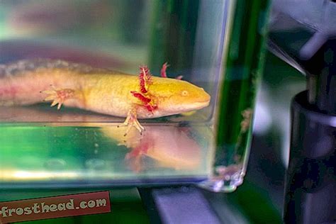 GÉnome Axolotl Complet Pourrait RÉvÉler Le Secret De La RÉgÉnÉration